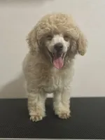 Milo CKC - Genetically Tested, a male Poodle - Miniature  for sale in Beaumont, TX – 4 of 7