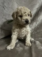 Milo CKC - Genetically Tested, a male Poodle - Miniature  for sale in Beaumont, TX – 5 of 7