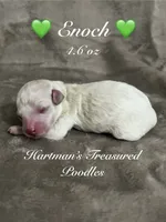 Milo CKC - Genetically Tested, a male Poodle - Miniature  for sale in Beaumont, TX – 7 of 7