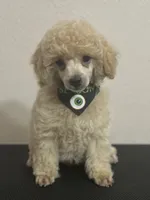 Milo CKC - Genetically Tested, a male Poodle - Miniature  for sale in Beaumont, TX – 2 of 7