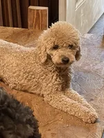Milo, a male Poodle - Miniature  for sale in Beaumont, TX – 1 of 9