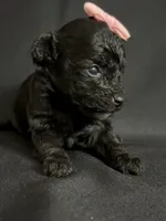 Heather, a female Poodle - Toy  for sale in Beaumont, TX – 3 of 7