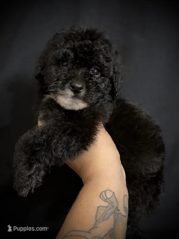 Simon – Poodle - Miniature  puppy for sale in Beaumont, TX