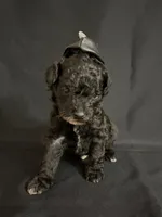 Simon, a male Poodle - Miniature  for sale in Beaumont, TX – 4 of 7