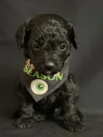 Theodore, a male Poodle - Miniature  for sale in Beaumont, TX – 5 of 7