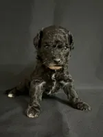 Simon, a male Poodle - Miniature  for sale in Beaumont, TX – 7 of 7