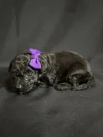 Astrid, a female Poodle - Toy  for sale in Beaumont, TX – 6 of 6
