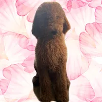 Female Red Golden Doodle Puppy, a female Goldendoodle for sale in Roseville, CA – Photo 2 of 4