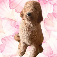 Female Red Golden Doodle Puppy, a female Goldendoodle for sale in Roseville, CA – Photo 4 of 4