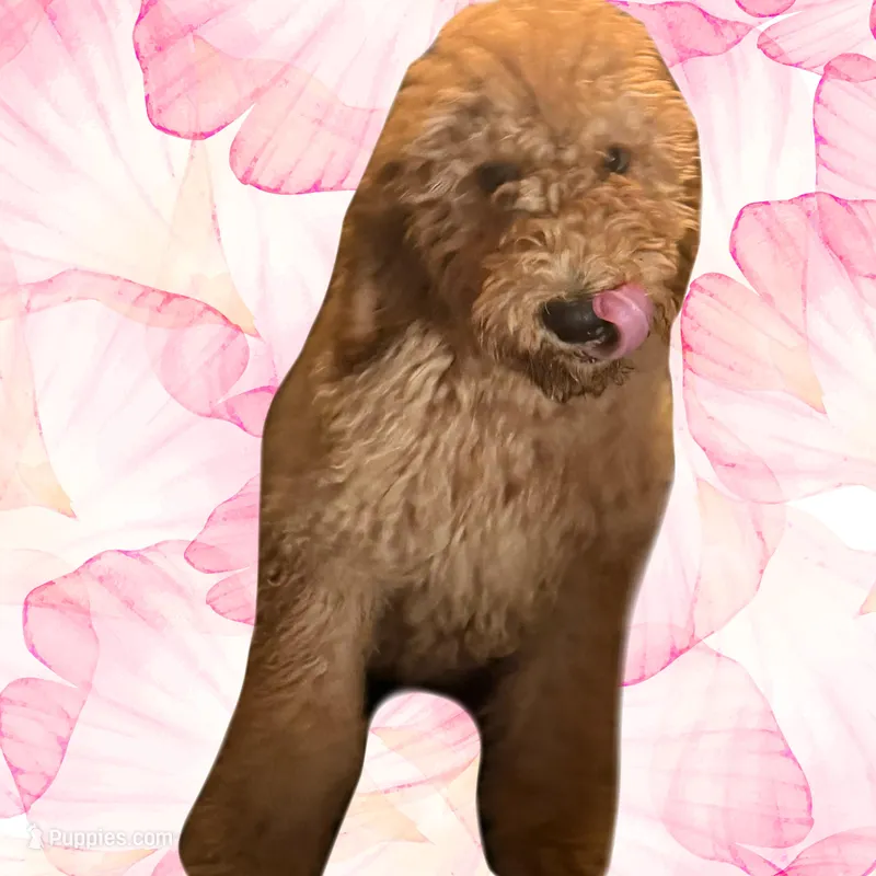 Female Red Golden Doodle Puppy – Goldendoodle puppy for sale in Roseville, CA