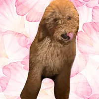 Female Red Golden Doodle Puppy, a female Goldendoodle for sale in Roseville, CA – Photo 1 of 4