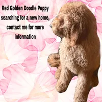 Female Red Golden Doodle Puppy, a female Goldendoodle for sale in Roseville, CA – Photo 3 of 4