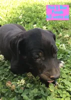 Pink/Blue, a female Catahoula Leopard Dog for sale in Crestwood, KY – 8 of 8