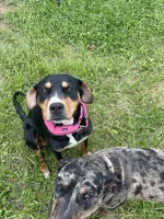Army, a male Catahoula Leopard Dog for sale in Crestwood, KY – 5 of 5