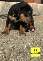 Yellow, a female Catahoula Leopard Dog for sale in Crestwood, KY – 2 of 7