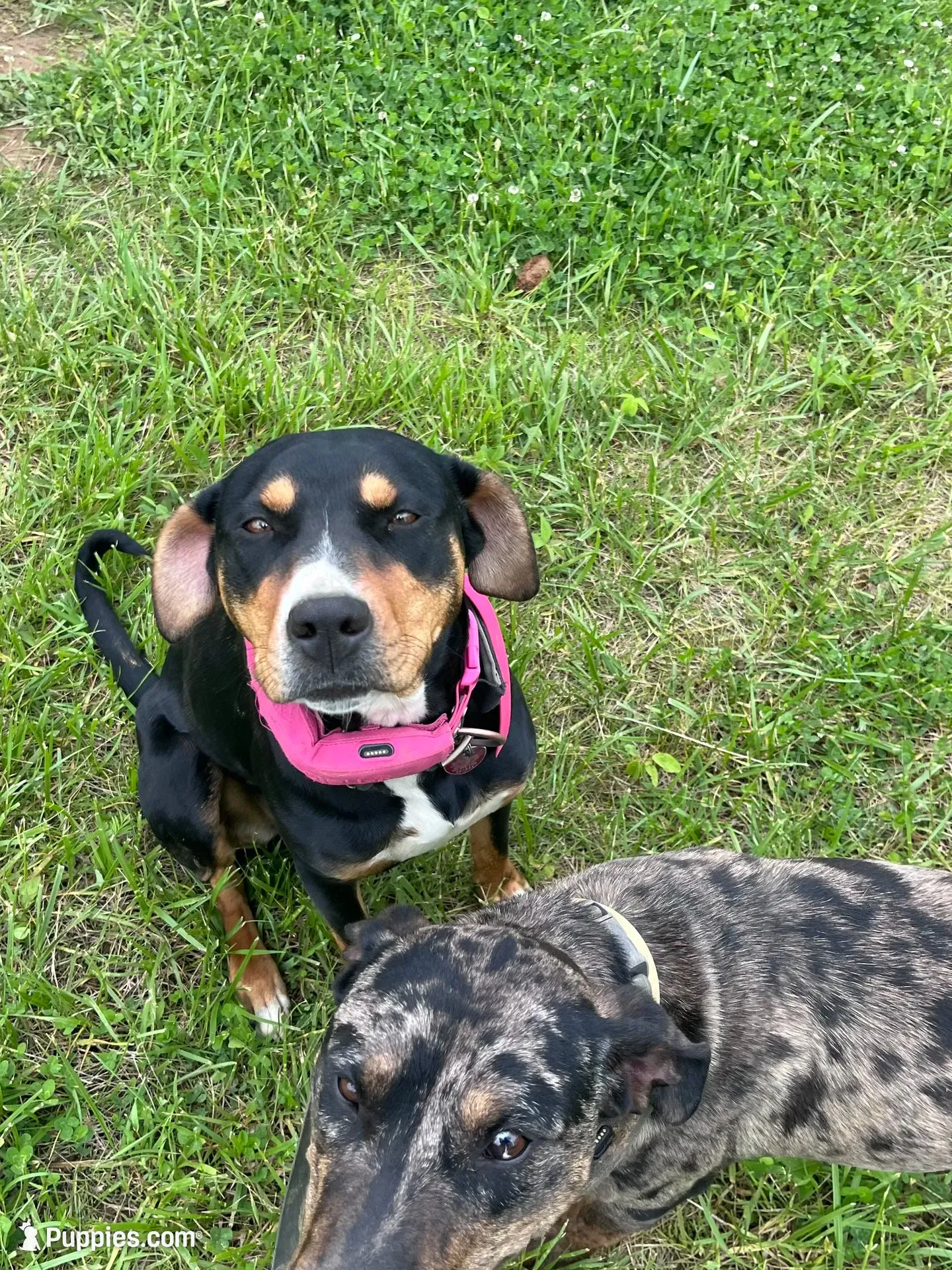 Billie, a female Catahoula Leopard Dog for sale in Crestwood, KY – 7 of 7