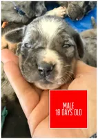 Red, a male Catahoula Leopard Dog for sale in Crestwood, KY – 3 of 6