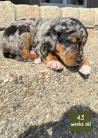 Army, a male Catahoula Leopard Dog for sale in Crestwood, KY – 2 of 5