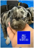 Bluey, a male Catahoula Leopard Dog for sale in Crestwood, KY – 3 of 8