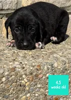 Turquoise, a female Catahoula Leopard Dog for sale in Crestwood, KY – 2 of 7