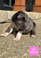 Pinkie, a female Catahoula Leopard Dog for sale in Crestwood, KY – 3 of 6