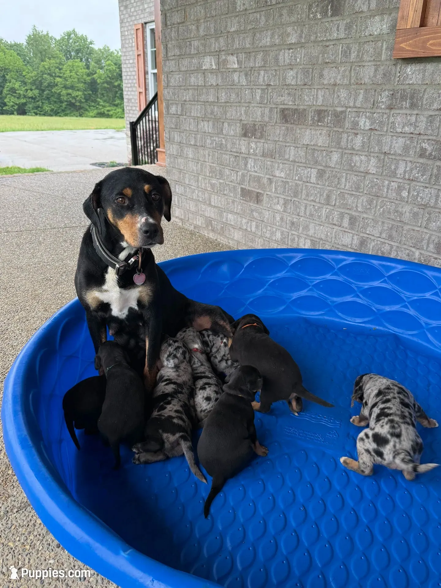 Army, a male Catahoula Leopard Dog for sale in Crestwood, KY – 4 of 5