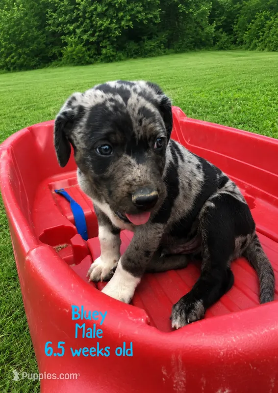 Bluey – Catahoula Leopard Dog puppy for sale in Crestwood, KY
