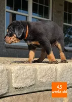 Orange, a female Catahoula Leopard Dog for sale in Crestwood, KY – 2 of 7