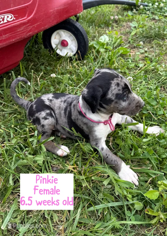 Pinkie – Catahoula Leopard Dog puppy on hold in Crestwood, KY
