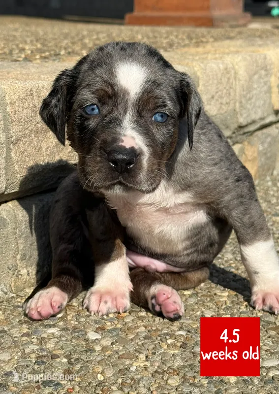 Red – Catahoula Leopard Dog puppy for sale in Crestwood, KY