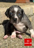 Red, a male Catahoula Leopard Dog for sale in Crestwood, KY – 1 of 6