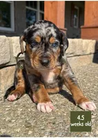 Army, a male Catahoula Leopard Dog for sale in Crestwood, KY – 1 of 5