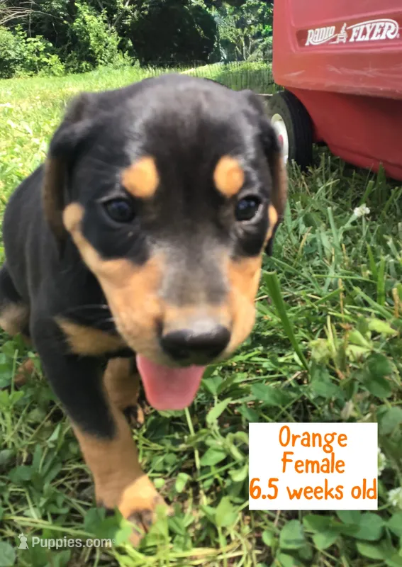 Orange – Catahoula Leopard Dog puppy for sale in Crestwood, KY