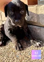 Billie, a female Catahoula Leopard Dog for sale in Crestwood, KY – 2 of 7