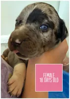Pinkie, a female Catahoula Leopard Dog for sale in Crestwood, KY – 3 of 7