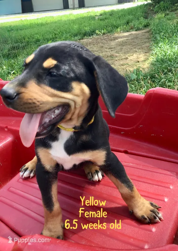 Yellow – Catahoula Leopard Dog puppy for sale in Crestwood, KY