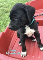Billie, a female Catahoula Leopard Dog for sale in Crestwood, KY – 1 of 8