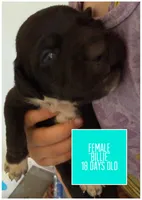 Turquoise, a female Catahoula Leopard Dog for sale in Crestwood, KY – 3 of 7
