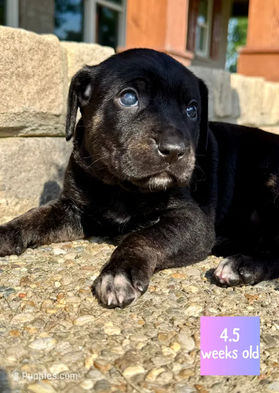 Billie – Catahoula Leopard Dog puppy for sale in Crestwood, KY