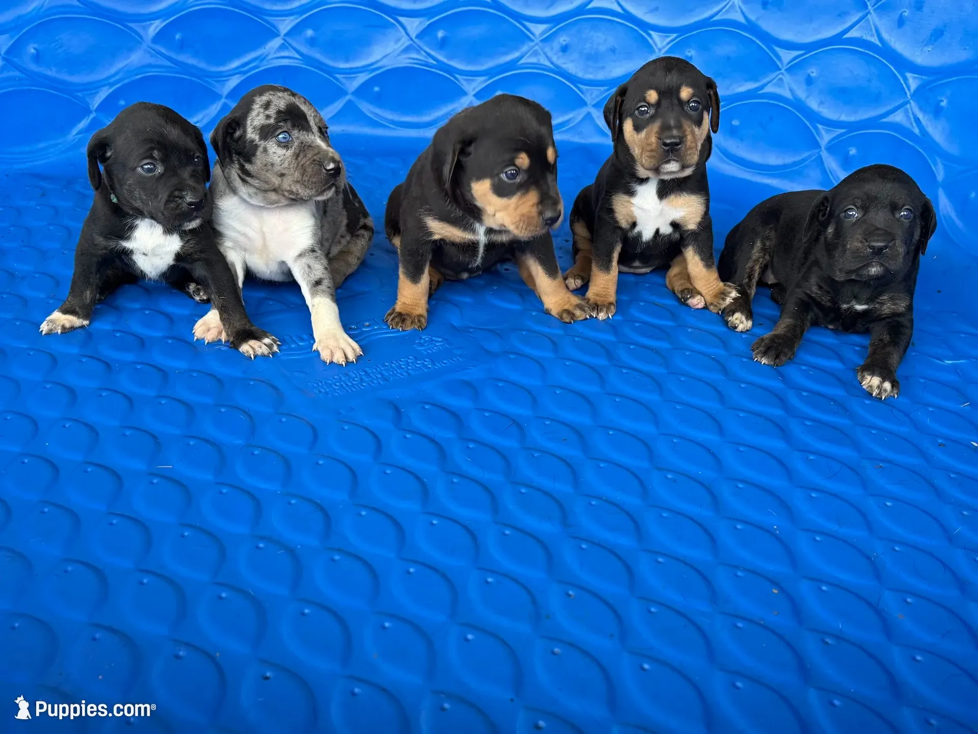 Yellow, a female Catahoula Leopard Dog for sale in Crestwood, KY – 5 of 7