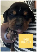 Yellow, a female Catahoula Leopard Dog for sale in Crestwood, KY – 3 of 7