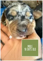 Army, a male Catahoula Leopard Dog for sale in Crestwood, KY – 3 of 5