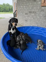 Pinkie, a female Catahoula Leopard Dog for sale in Crestwood, KY – 6 of 6
