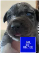Bluey, a male Catahoula Leopard Dog for sale in Crestwood, KY – 4 of 8