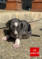 Red, a male Catahoula Leopard Dog for sale in Crestwood, KY – 2 of 6