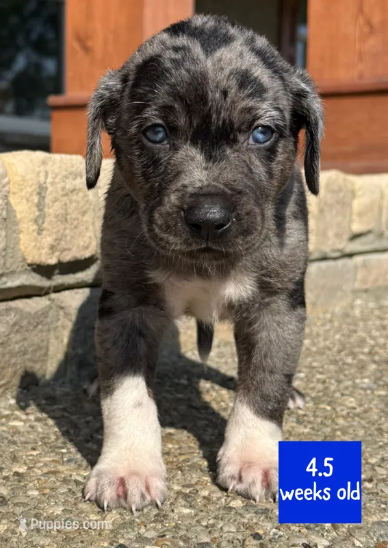 Bluey – Catahoula Leopard Dog puppy for sale in Crestwood, KY