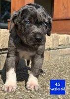 Bluey, a male Catahoula Leopard Dog for sale in Crestwood, KY – 2 of 8