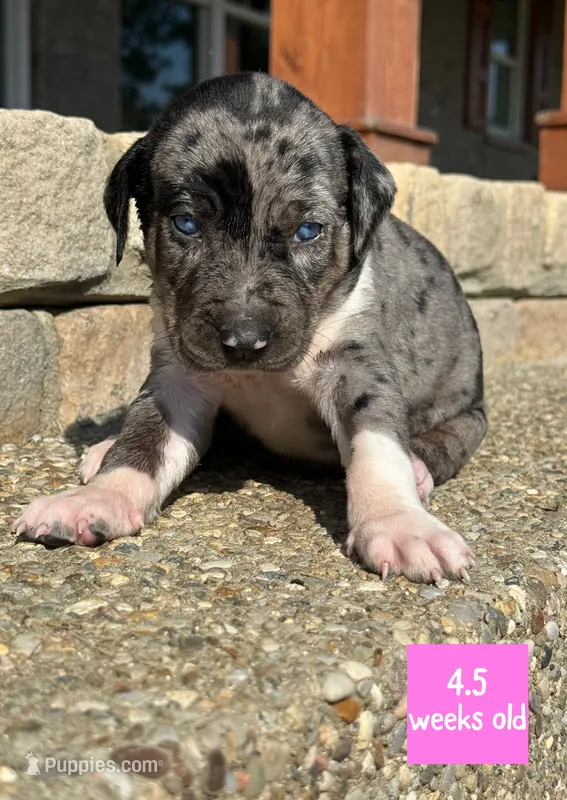 Pinkie – Catahoula Leopard Dog puppy for sale in Crestwood, KY