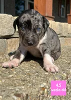 Pinkie, a female Catahoula Leopard Dog for sale in Crestwood, KY – 1 of 7