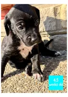 Turquoise, a female Catahoula Leopard Dog for sale in Crestwood, KY – 1 of 7